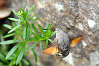 Macroglossum stellatarum Macroglossum stellatarum